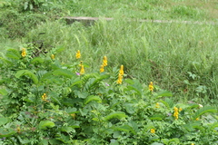 Cassia alata